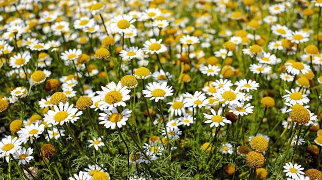 Discover science-backed natural migraine relief using herbal remedies to support long-term headache management and daily comfort.